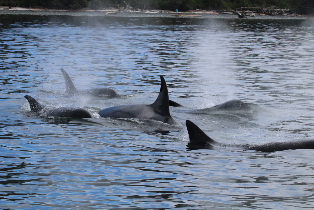 A family of orca (killer whales) works together to find food off northern Vancouver Island. (Photo taken under research permit, zoomed and cropped.)
