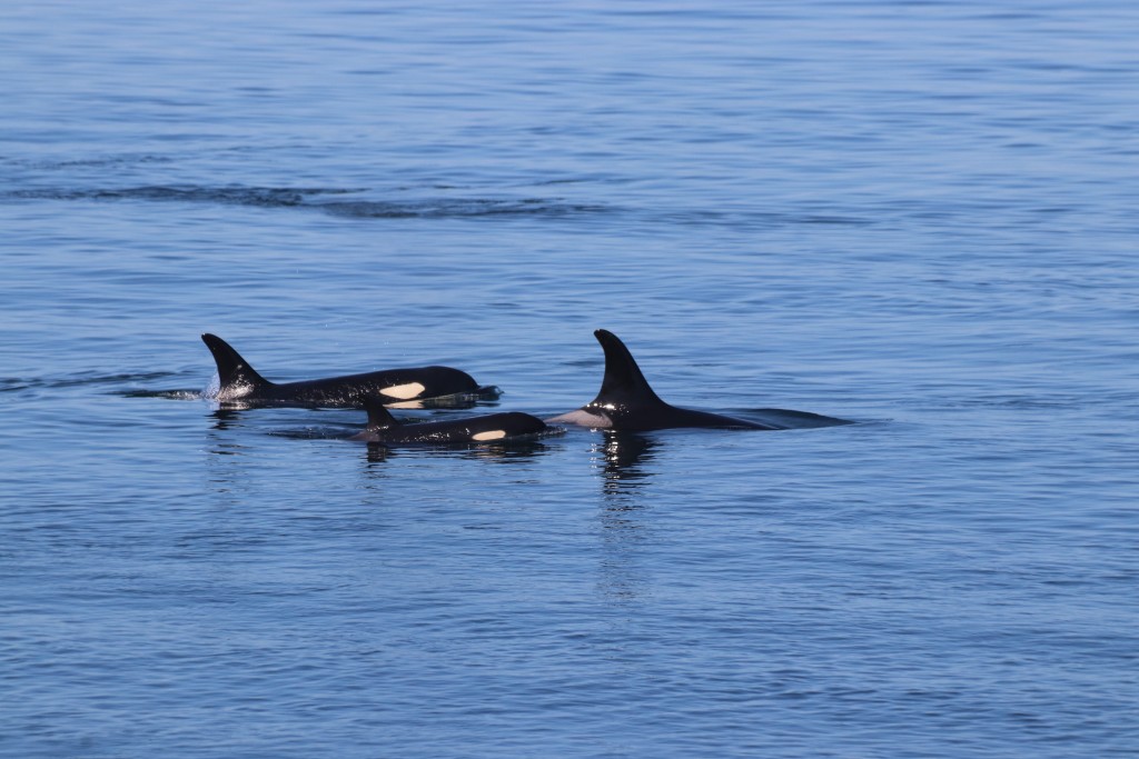 Southern resident killer whales in Haro Strait. Photo by Toby Hall