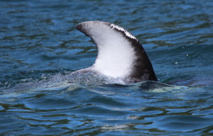 This dolphin has a well-marked dorsal fin, which we will match against thousands of photographs in our database. This photo was taken under research permit with a telephoto lens and cropped.