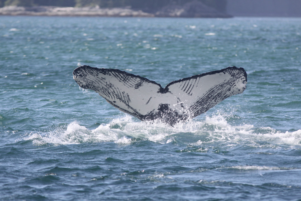 Humpback whale flukes with killer whale rake marks (PC: Laura Bogaard, for Oceans Initiative)